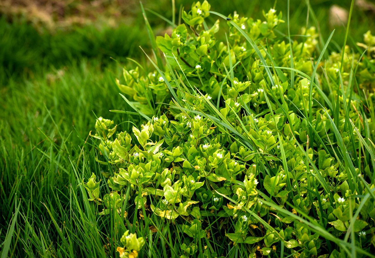 chickweed vogelmiere rasen erkennen stellaria lawns broadleaf wildkraut sanden blüten zieren weiße gartenjournal auswählen